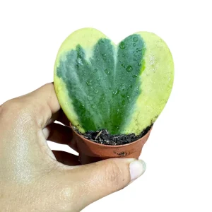 Hoya Kerrii Heart Succulent Live Plant – 2 inch Variegated Heart-Shaped Hoya – Indoor Sweetheart Plant - Image 2