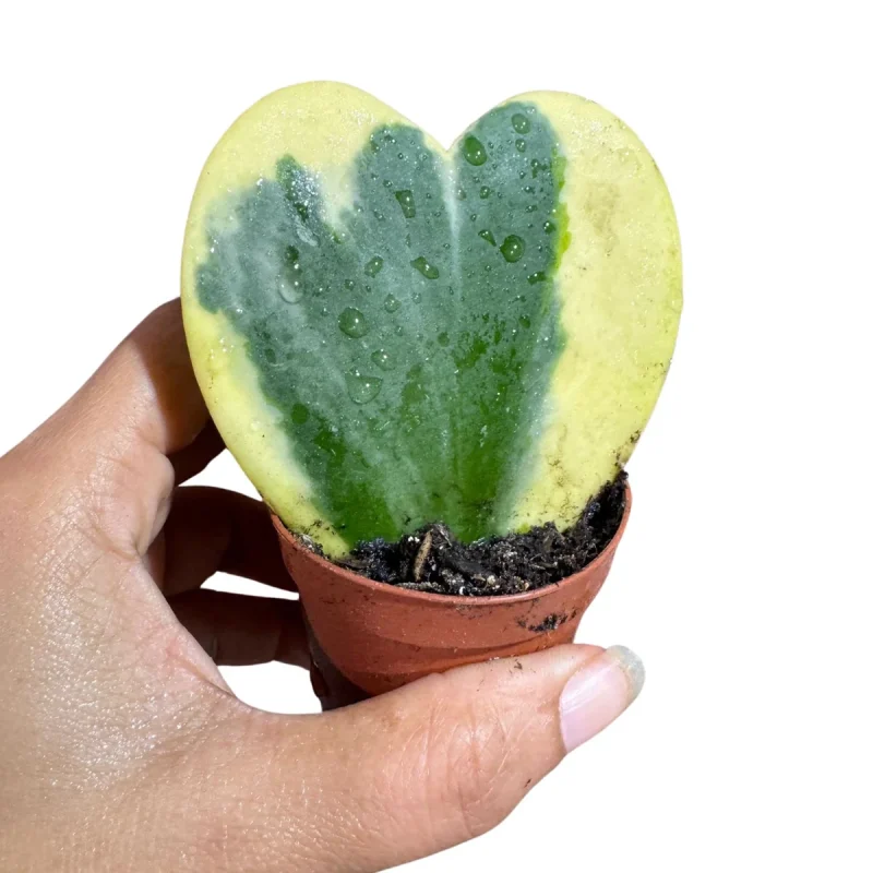 Hoya Kerrii Heart Succulent - Live Heart-Shaped Plant for Indoors