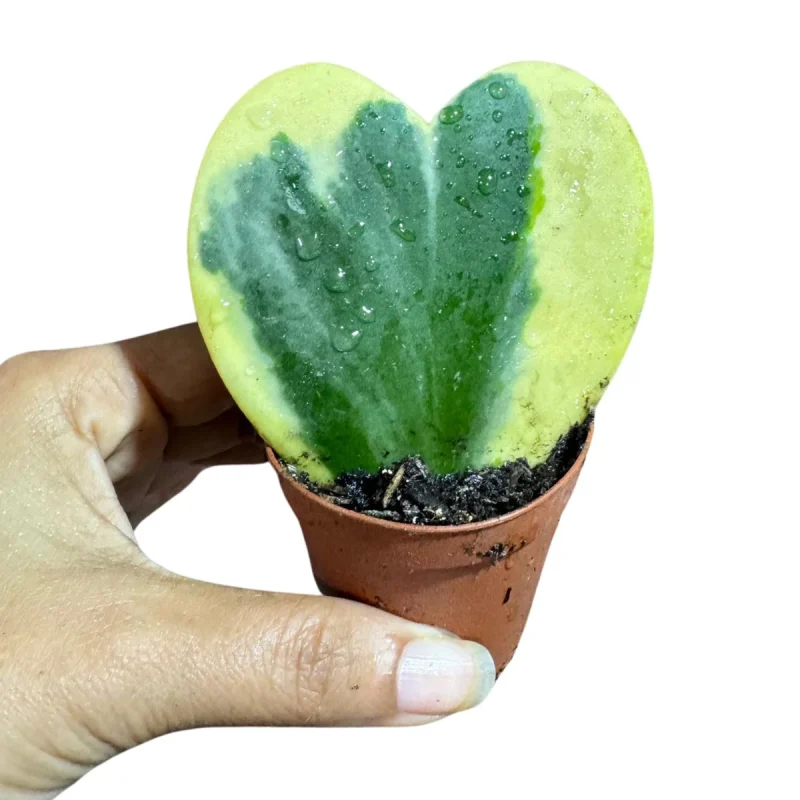 Hoya Kerrii Heart Succulent - Live Heart-Shaped Plant for Indoors