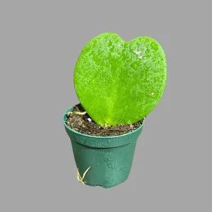 Hoya Kerrii Heart Succulent Live Plant - Sweetheart Hoya - Indoor/Outdoor - Image 3