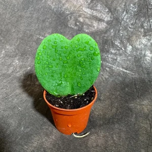 Hoya Kerrii Heart Succulent Live Plant - Sweetheart Hoya - Indoor/Outdoor - Image 4