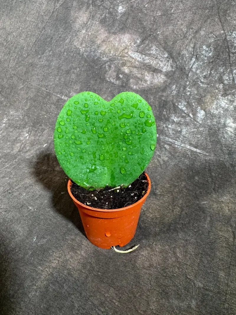 house plant seed GreenStalk Seed Starter Kit with Domes | Classic Terracotta main image 1