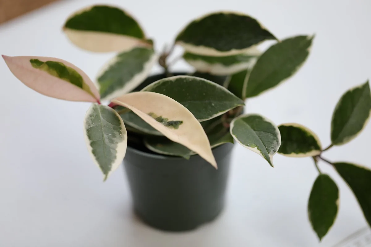 Hoya Krimson Queen Live Plant - Variegated Carnosa Wax Plant, 3 inch nursery pot, Indoor - Image 3