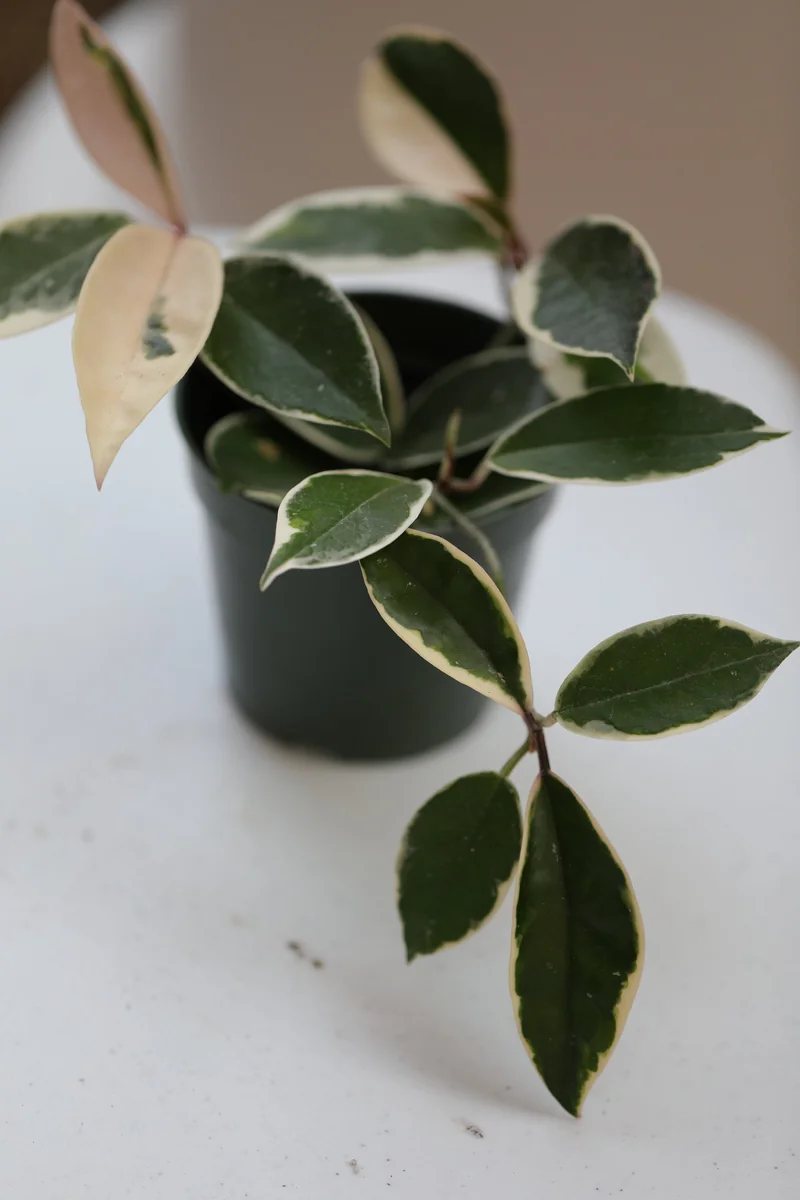 Hoya Krimson Queen Live Plant - Variegated Carnosa Wax Plant, 3 inch nursery pot, Indoor - Image 4