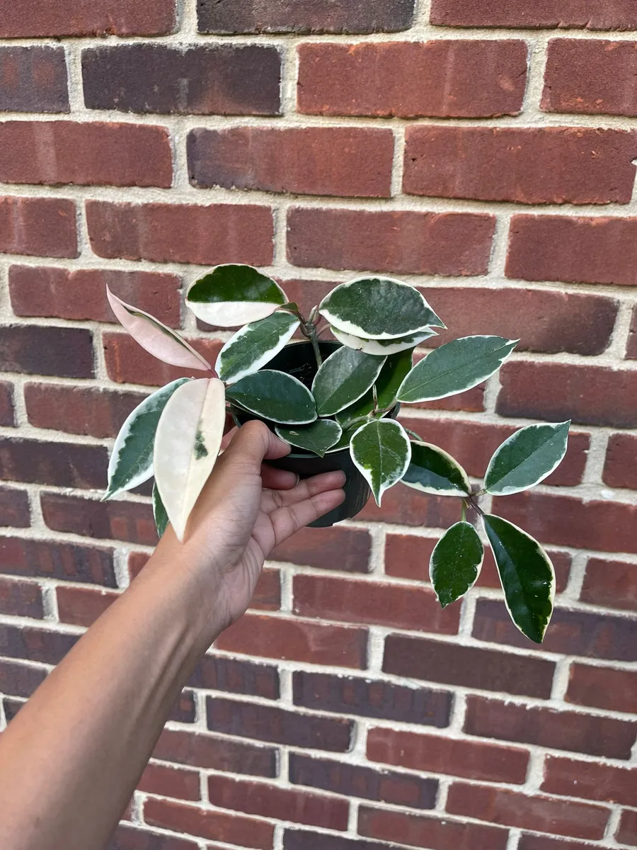 Hoya Krimson Queen Live Plant - Variegated Carnosa Wax Plant, 3 inch nursery pot, Indoor - Image 5