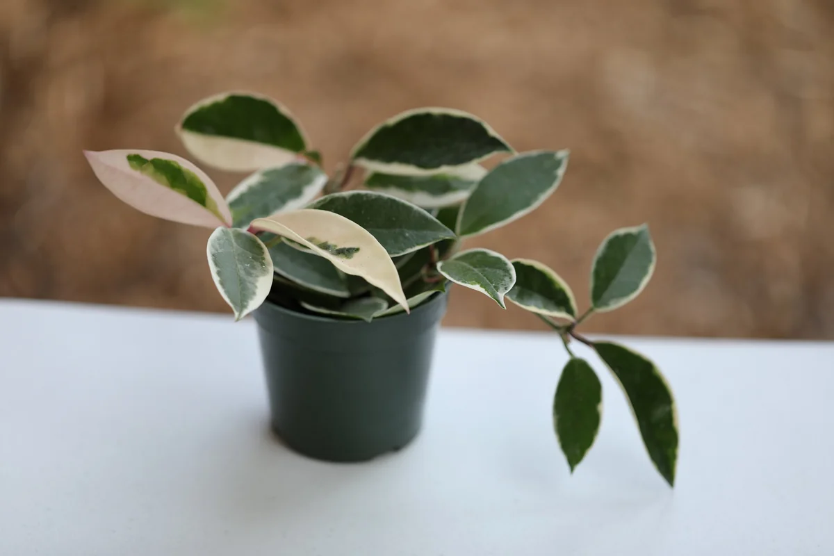 Hoya Krimson Queen Live Plant - Variegated Carnosa Wax Plant, 3 inch nursery pot, Indoor - Image 6