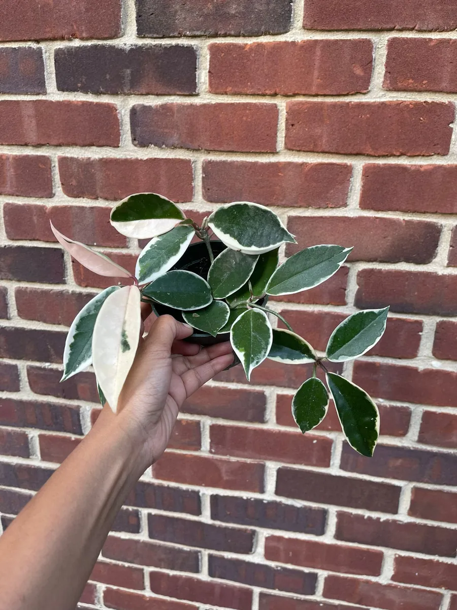 Hoya Krimson Queen Live Plant - Variegated Carnosa Wax Plant, 3 inch nursery pot, Indoor - Image 7