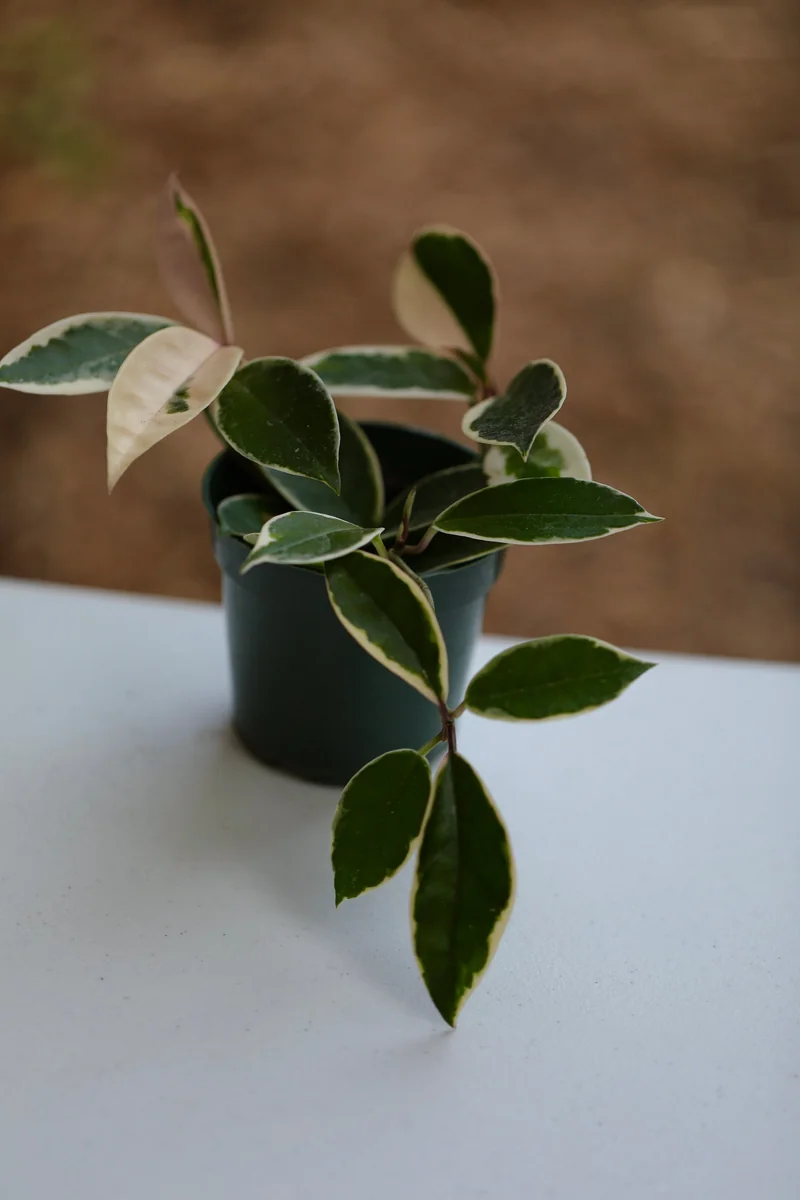 Hoya Krimson Queen Live Plant - Variegated Carnosa Wax Plant, 3 inch nursery pot, Indoor - Image 8