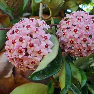 Hoya Krinkle 8 Live Plant - Ripple Hoya - Crinkle Hoya - 4 Inch Pot - Indoor - Image 2