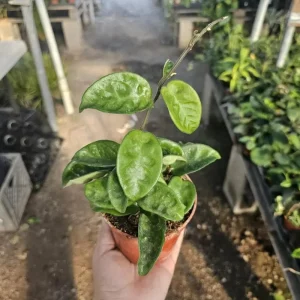 Hoya Krinkle 8 Live Plant - Ripple Hoya - Crinkle Hoya - 4 Inch Pot - Indoor - Image 5