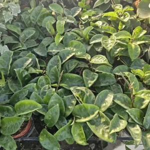 Hoya Krinkle 8 Live Plant - Ripple Hoya - Crinkle Hoya - 4 Inch Pot - Indoor - Image 7