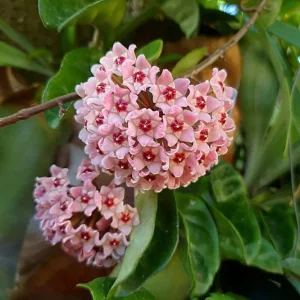 Hoya Krinkle 8 Live Plant - Ripple Hoya - Crinkle Hoya - 4 Inch Pot - Indoor - Image 1