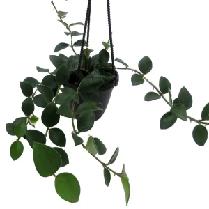 Hoya Nummularioides Live Plant – 4" Hanging Basket – Indoor Houseplant - Image 2