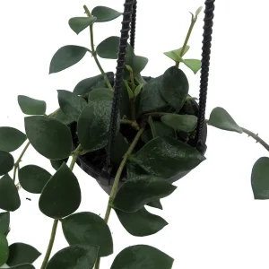 Hoya Nummularioides Live Plant – 4