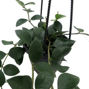 Hoya Nummularioides Live Plant – 4