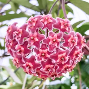 Hoya Plant Live Houseplant - Pink Flower, Silver Leaf, 5 Inch Tall Bareroot Indoor/Outdoor - Image 5