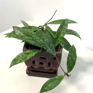 Hoya Pubicalyx Silver Splash Live Plant – 4 inch Nursery Pot – Trailing Houseplant - Image 4