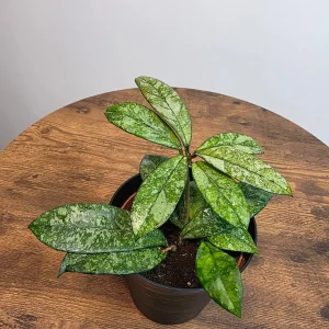 Hoya Pubicalyx Silver Splash Live Plant – 4 inch Pot – Trailing Houseplant – Fast Growing - Image 2