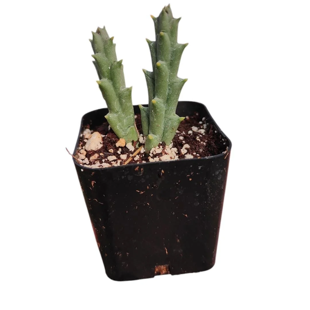 Huernia R. Br Succulent Plant – Live Succulent for Indoor & Outdoor - Image 3