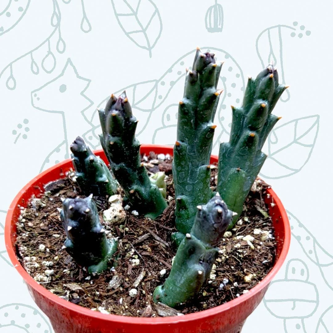 Huernia R. Br Succulent Plant – Live Succulent for Indoor & Outdoor - Image 1