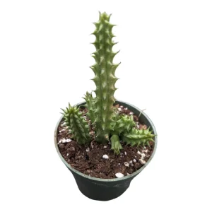 Huernia Schneideriana Live Succulent Plant - Unique Starfish Flower - Image 1