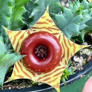 Huernia zebrina Lifesaver Cactus - 2" Potted Starfish Succulent Live Plant - Unique Flowering Indoor - Image 2