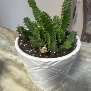 Huernia zebrina Lifesaver Cactus - 2