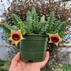 Huernia zebrina Lifesaver Cactus - 2