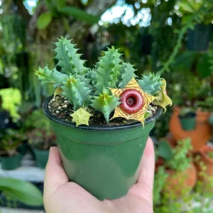 Huernia zebrina Lifesaver Cactus - 2
