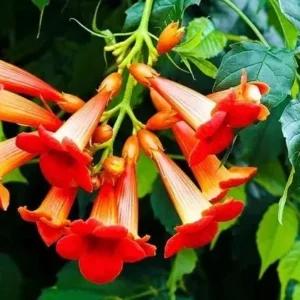 Hummingbird Vine Live Plant - Trumpet Creeper - Bare Root 6-12 inches Tall - Outdoor - Image 1