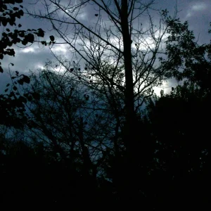 Hybrid Poplar Tree Cuttings - Set of 12 Unrooted Populus x canadensis - Image 2