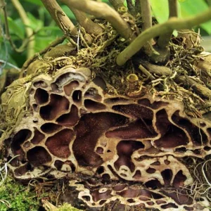 Hydnophytum papuanum Ant Plant - Live Houseplant - 4 Inch Pot - Image 3