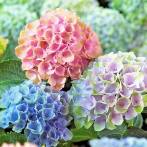 Hydrangea Arriba Reblooming Macrophylla Flower Seeds - Fresh Harvested - Image 1