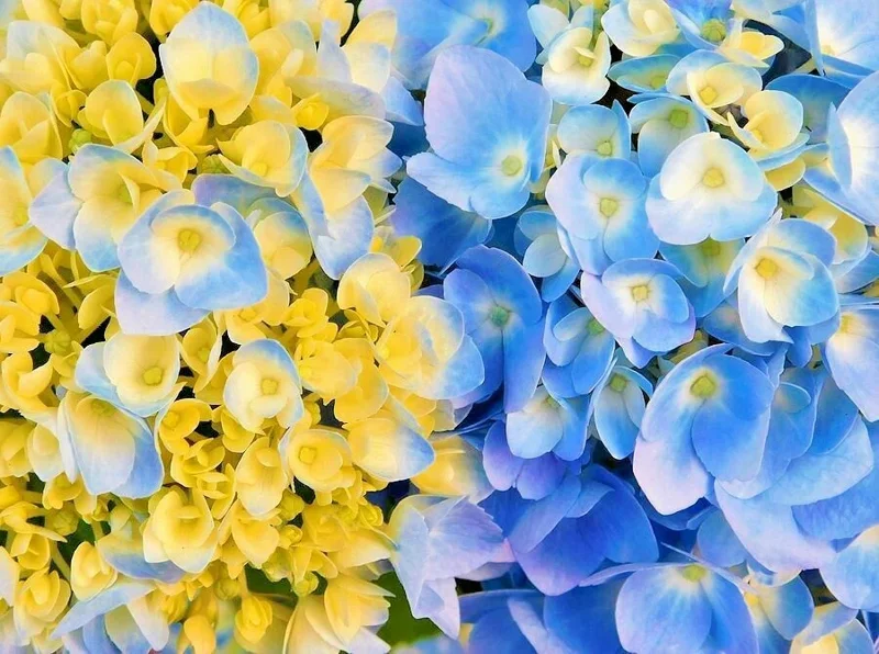 Hydrangea Arriba Reblooming Macrophylla Seeds - Fresh Harvested - Image 1