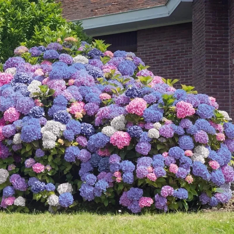 Hydrangea Seeds - Perennial Garden Shrub Flower Bush - 5 Count - Image 2