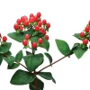 Hypericum Berries Live Plant - Rare Cut Flower Garden Starter - 1" Plug - Image 1