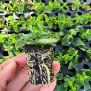 Hypericum Berries Live Plant - Rare Cut Flower Garden Starter - 1" Plug - Image 2