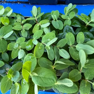 Hypericum Berries Live Plant - Rare Cut Flower Garden Starter - 1