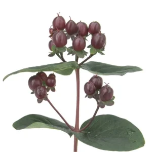 Hypericum Berries Live Plant - Rare Cut Flower Garden Starter - 1