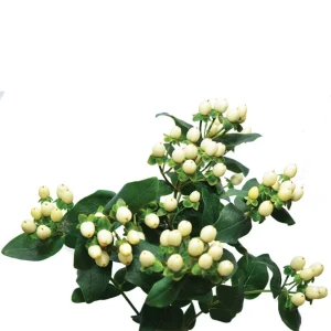 Hypericum Berries Live Plant - Rare Cut Flower Garden Starter - 1