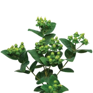 Hypericum Berries Live Plant - Rare Cut Flower Garden Starter - 1
