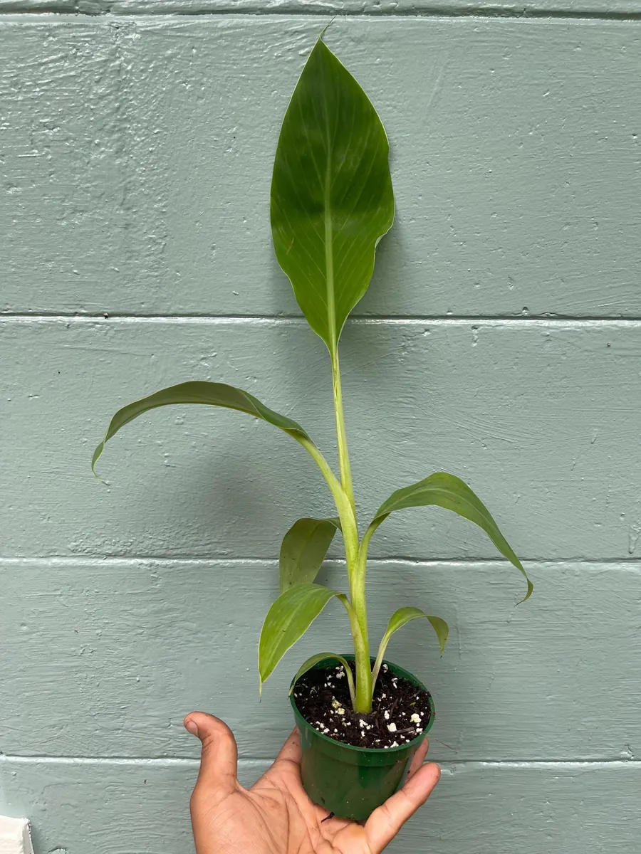 Ice Cream Banana Plant - Live Plant - Vanilla-Cream Flavor - 4 inch pot - Outdoor - Image 2