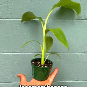 Ice Cream Banana Plant - Live Plant - Vanilla-Cream Flavor - 4 inch pot - Outdoor - Image 1