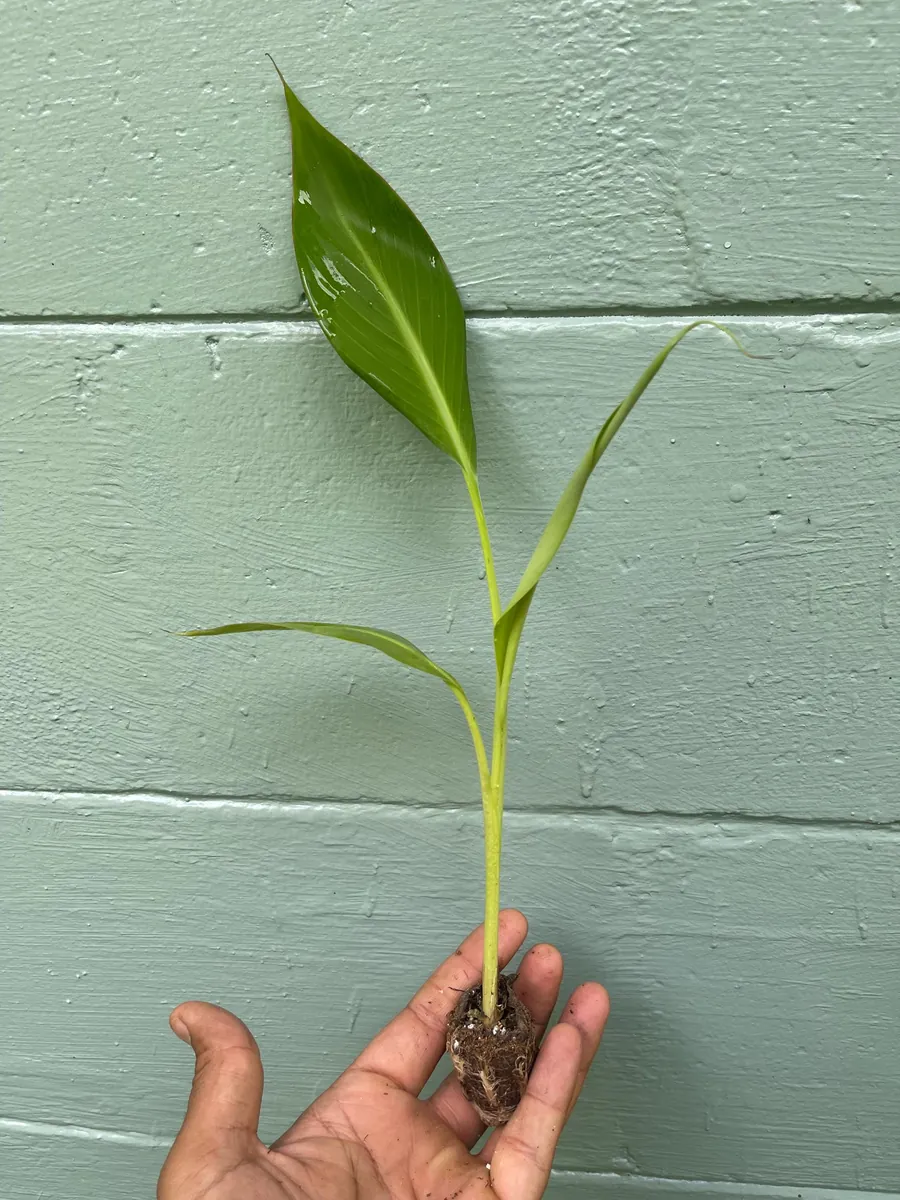 Ice Cream Banana Plant - Live Plant - Vanilla-Cream Flavor - 4 inch pot - Outdoor - Image 5