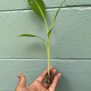 Ice Cream Banana Plant - Live Plant - Vanilla-Cream Flavor - 4 inch pot - Outdoor - Image 6