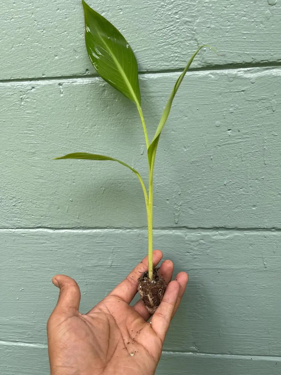 Ice Cream Banana Plant - Live Plant - Vanilla-Cream Flavor - 4 inch pot - Outdoor - Image 6