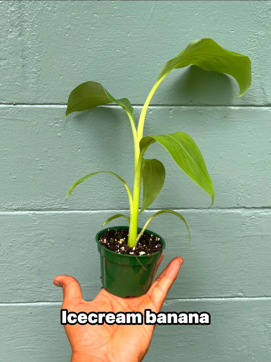 Ice Cream Banana Plant - Live Plant - Vanilla-Cream Flavor - 4 inch pot - Outdoor - Image 1