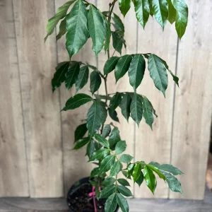 Ice Cream Bean Live Plant (Inga edulis) 3 Gallon Pot - Exotic Fruit Tree - Image 2