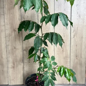 Ice Cream Bean Live Plant (Inga edulis) 3 Gallon Pot - Exotic Fruit Tree - Image 3
