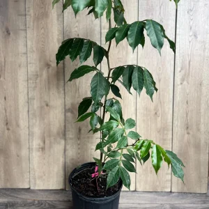 Ice Cream Bean Live Plant (Inga edulis) 3 Gallon Pot - Exotic Fruit Tree - Image 4